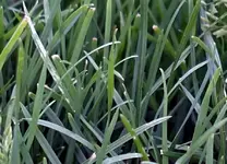 Rasen_DSC00358www.webp