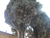 DSCN3115.webp