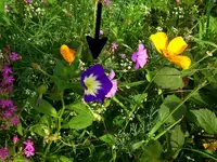 unbekannte-blume-bild.webp