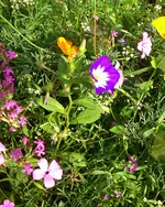 unbekannte-blume-bild2.webp