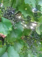 20150805_174930_resized.webp
