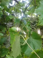 20150805_174937_resized.webp