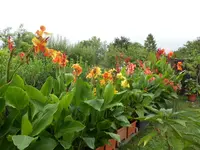 DSCN1529.webp