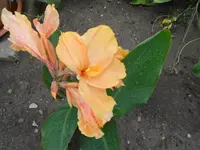 DSCN1527.webp