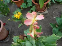 DSCN1526.webp
