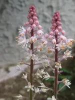 030_600x800.webp