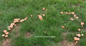 Forum Pilze 40D_2015_08_18_01317.webp