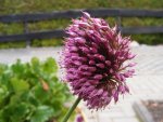 Allium makro2.jpg