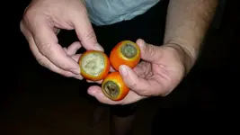 heinz tomate.webp