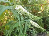 Bilda013.webp