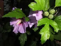 Bilda012.webp