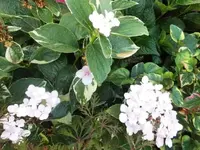 Bilda006.webp