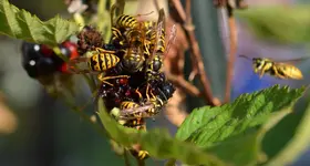 Brombeerenbesuch.webp