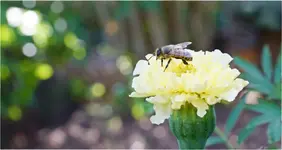 Biene auf Tagetesblüte.webp