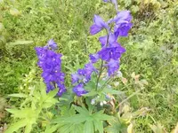 Bilda043.webp