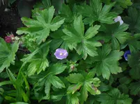 SDC10889.webp