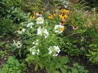 001.webp