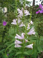 009.webp
