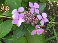 010.webp