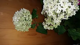 20150819_202516.jpg