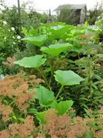 CIMG1347.webp