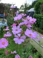 CIMG1345.webp