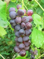 CIMG1341.webp
