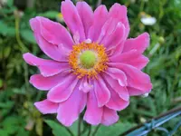 CIMG1349.webp