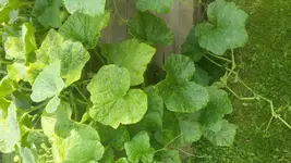 20150818_172959.webp