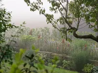 Garten im Morgennebel (2).webp