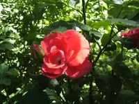 BILD4121.JPG