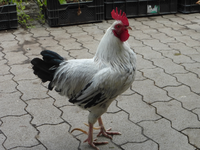 P1490724.webp