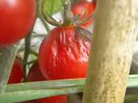 DSCN9791.webp DSCN9791.webp