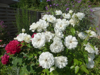 P1490057.webp