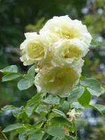 P1500260.webp