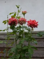 P1500335.webp