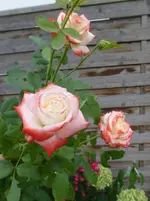 P1490181.webp