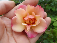 P1500526.webp