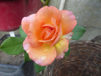 P1490865.webp