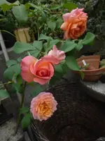 P1500436.webp