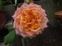 P1500435.webp