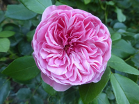 P1490015.webp