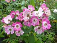 P1500304.webp