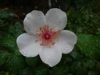 P1500148.webp