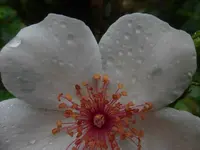 P1500151.webp