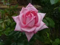 P1500461.webp