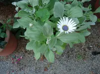 DSC00544.webp