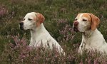 India_Giralda_blühende heide_pink_Hunde_800.JPG