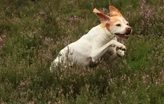 hopp hopp hopp mein Hündchen spring Galopp_India_Heide pink_1000.webp