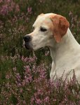 Giralda_attention_aufmerksam_Heide_pink_Büste_800.JPG